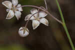 Carolina milkweed